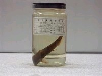 藏品(脂鮠)的圖片